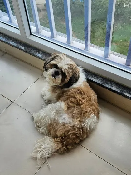 A fluffy Shih Tzu taking a moment to relax by the window. Every dog I work with leaves a paw print on my heart.
