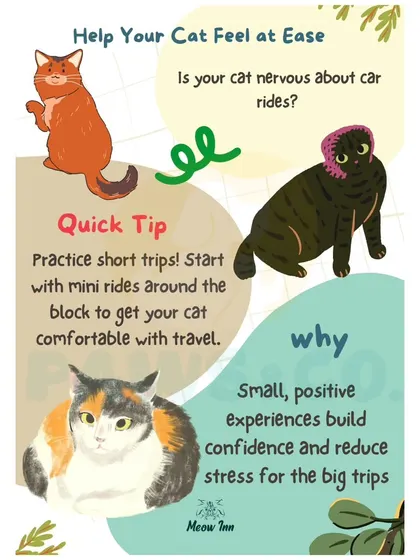 To help a cat feel at ease with car rides, I suggest practicing with short trips. Small, positive experiences build confidence for longer journeys.
