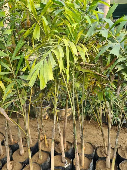 A closer view of the Fishtail Palms, showing their dense foliage and healthy condition, perfect for creating lush, green areas.