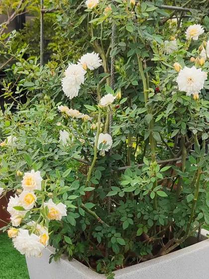 A full view of a white climbing rose bush in a large planter, supported by a trellis. This is an effective way to add vertical greenery and classic flowers to a terrace.