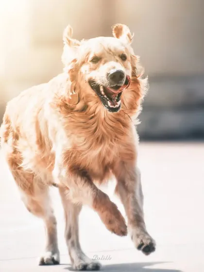 There's nothing like the sight of a Golden Retriever in full sprint. This action shot of Max captures his floppy ears, happy pant, and the beautiful motion of his run against a bright, natural backdrop.