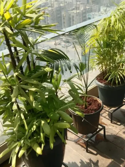 A sunny high-rise balcony featuring different types of palms in simple pots and stands. We help you select and arrange plants that thrive in the direct sunlight typical of Mumbai balconies.