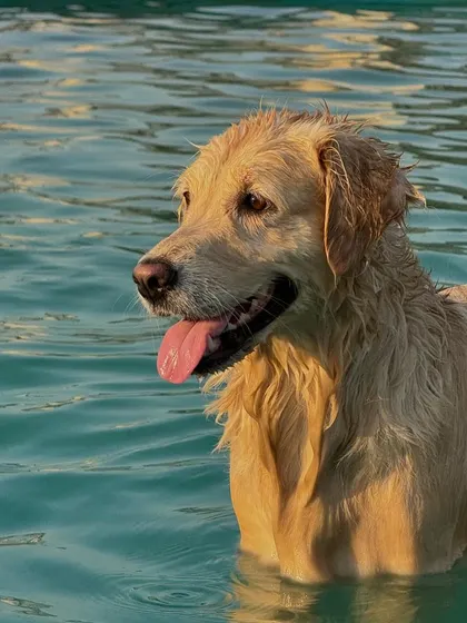 A golden retriever enjoying the golden hour light in our pool. It's a beautiful and refreshing experience for any water-loving dog.