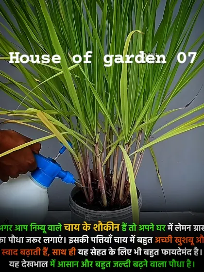 If you love lemon tea, you should grow your own Lemongrass. It's easy to maintain, grows quickly, and adds a wonderful fresh flavor and aroma to your chai. I can help you start your own small kitchen garden.