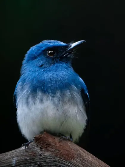 A portrait of the White-bellied Blue Flycatcher, a splash of serene blue against a dark forest background. Its calm demeanor and beautiful color make it a personal favorite.