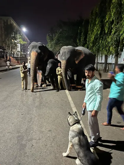 Here you can see the full picture of our late-night encounter. My goal is to expose dogs to unique situations like this to build their confidence and teach them to look to me for guidance.
