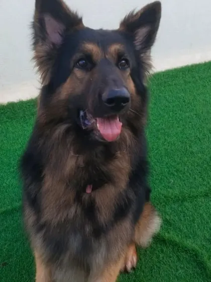 A handsome German Shepherd, happy to be part of the pack.