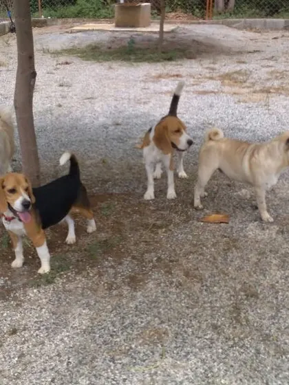 A group of friends, including two Beagles, a Pug, and a Spitz, hanging out together. This is what our dog socialization service is all about.