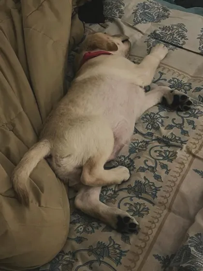 This little Labrador puppy is completely passed out after a long day of play. We make sure they have soft, comfy places to rest and recharge, just like our own beds.