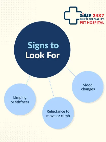 Early signs of arthritis can be subtle. This graphic points out what to look for, such as limping, stiffness after rest, reluctance to climb stairs, and changes in mood.