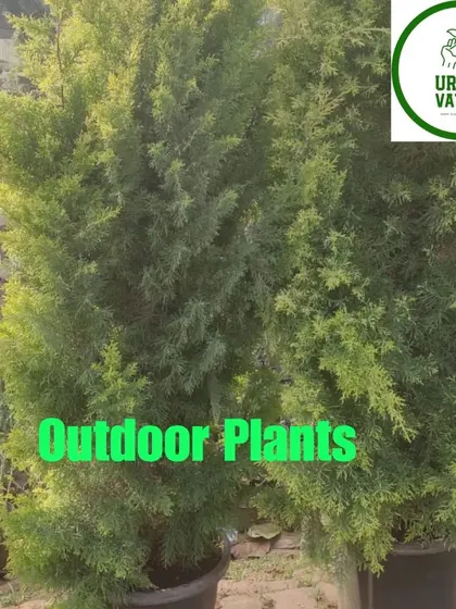 Tall Juniperus trees, great for creating vertical accents in a landscape.