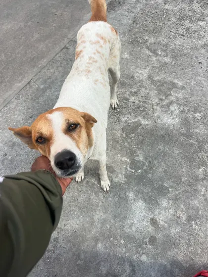 The reason I take breaks during my runs. A moment with a sweet indie dog.