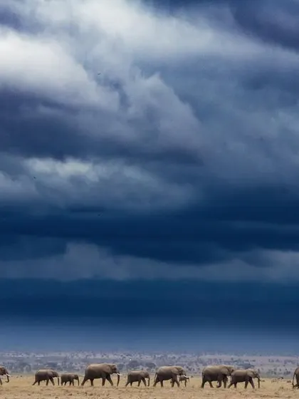 A vast herd of elephants marches under a stormy Amboseli sky. This image conveys the epic scale of animal migrations and the dramatic weather patterns of the African plains.