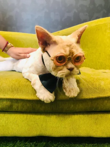 Boss the cat is looking incredibly chic with his lion cut, bow tie, and glasses. We also offer creative and practical styles for our feline clients.