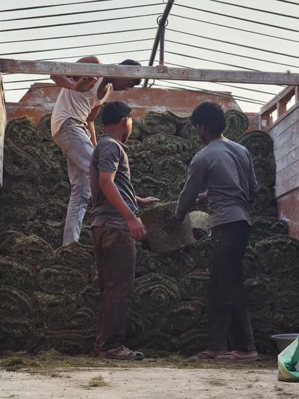 Our team loading a truck with Mexican grass turf, ensuring it is packed securely for transit.