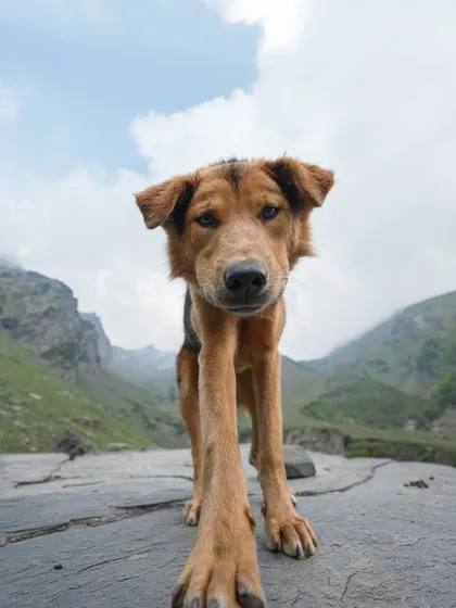 A curious sheep herding dog in the Himalayas comes right up to my lens. I love these unscripted moments that show an animal's natural confidence and curiosity. This kind of environmental portrait tells the story of the dog and its life on the move.