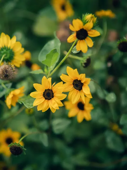 A cluster of small sunflowers on an overcast day. The moody green background makes the yellow of the flowers pop, even without bright sunlight.