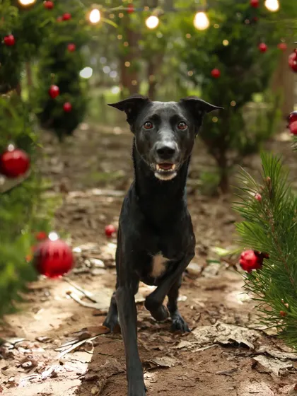 A happy little trot through the Christmas trees! I love capturing these action shots during holiday sessions, showing off your pet's joyful spirit.