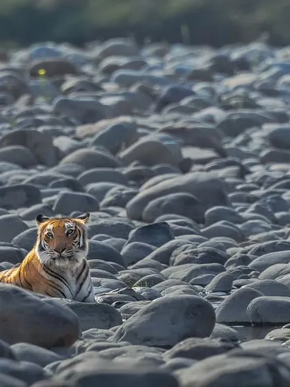 A tiger rests on the iconic white rocks of the Ramganga river in Corbett, a classic shot that defines this landscape.