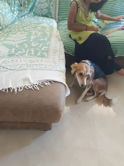 Sparrow, our sweet indie guest, staying close to my daughter while she studies. She loves being part of the family's quiet moments.