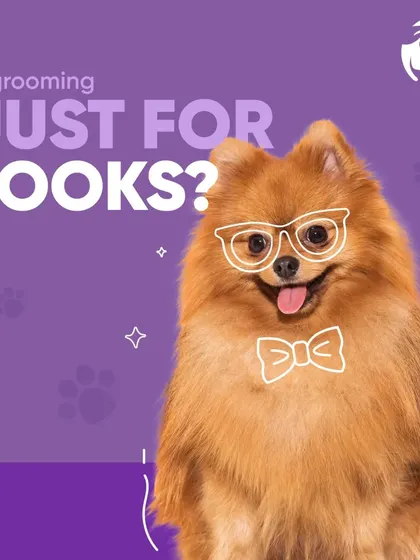 Is grooming just for looks? While a stylish cut is great, the health benefits are the most important part of the service.