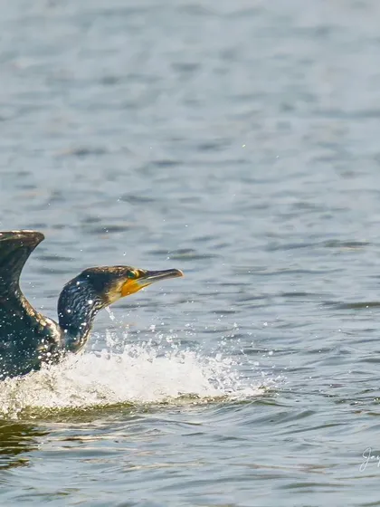 A Great Cormorant makes a splash as it lands in the water, its wings spread to break its momentum.