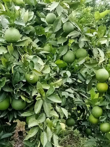 A full Mausmi tree, showing its productivity.