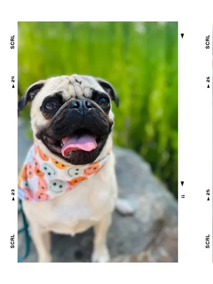 This is Louie, a pug who thought he ran the house. After a 4-week behavior mod bootcamp, he's a whole new dog, and his parents have the tools to manage him safely.