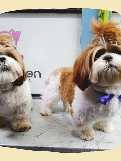 Double the cuteness! These two Shih Tzus are looking extra adorable with their matching top knots and fresh haircuts, ready to take on the world together.