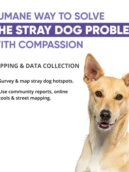 A compassionate approach to the stray dog problem starts with data. Surveying and mapping stray dog hotspots helps target resources effectively.