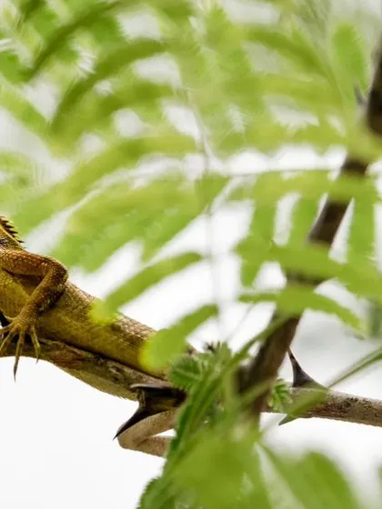 A duplicate of the basking garden lizard, a classic reptile portrait.