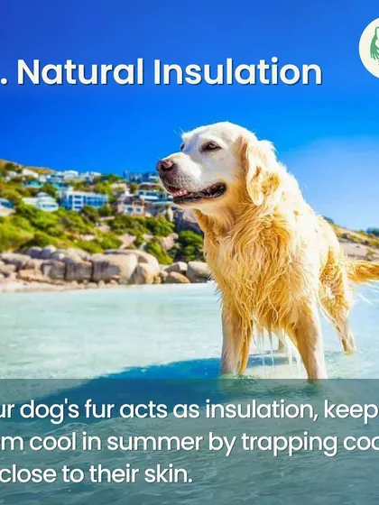 Your dog's fur is amazing. It acts as natural insulation, trapping cool air close to the skin in summer and keeping them warm in winter.
