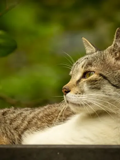 A repeat of the beautiful profile shot.