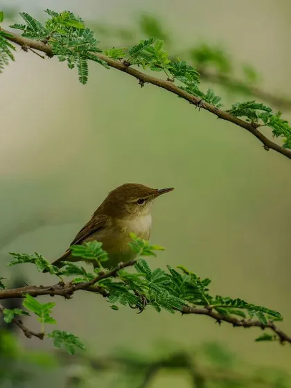 A warbler perches delicately on a thorny branch, framed by green leaves.
