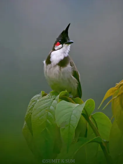 The Red-whiskered Bulbul, named for the distinctive red patch on its cheeks. Its jaunty crest gives it a perpetually cheerful look.