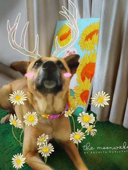 My dog transformed into a magical deer. I love adding whimsical doodles like these antlers and flowers to photos of my pets.
