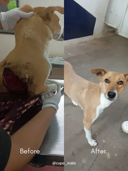 Another success story from March. This dog came in with a large, open wound on its hip and was released after making a full recovery.