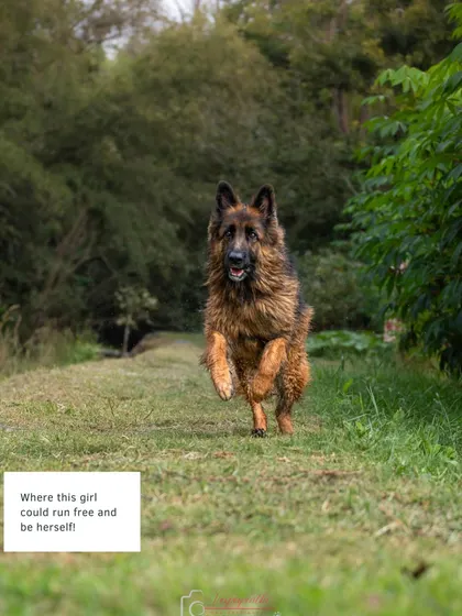 Ruby running free on a grassy path. These are the moments of pure, unhindered joy that I strive to capture.