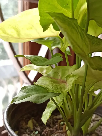 A close-up showing the subtle pink veins on a new Syngonium leaf. It's a very low-maintenance and rewarding houseplant.