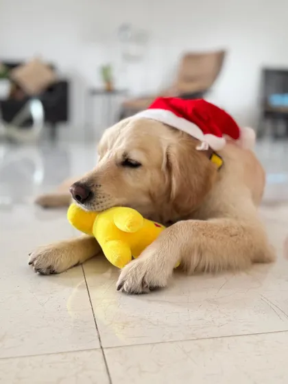 A sleepy Buddy cuddling with his toy after a day of fun. He is a sweet-natured retriever who is looking for a calm and loving environment to call his own.
