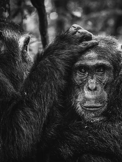 A tender moment of grooming between two chimpanzees, rendered in black and white. Removing color focuses the viewer's attention on the emotion, texture, and connection in the scene.