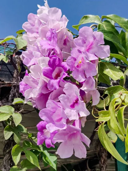 The garlic vine flowers hanging over the edge of the terrace structure.
