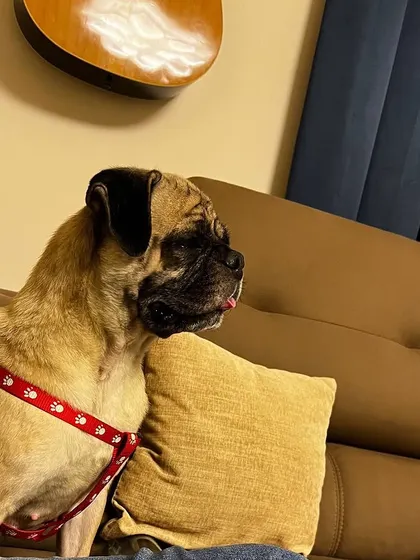 The profile of a queen. Sushi, now adopted, enjoying her new life.