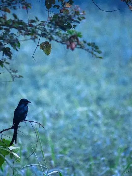 A Black Drongo perched in the misty winter morning. The foggy, blueish light creates a dreamlike atmosphere that I love to capture in my work.