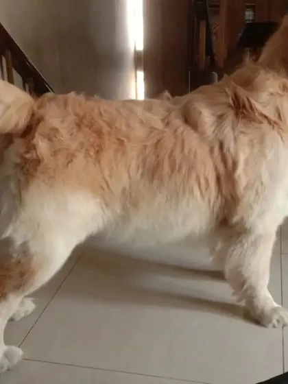A Golden Retriever after a de-shedding treatment and light trim. This keeps their coat healthy and reduces the amount of hair around your house.