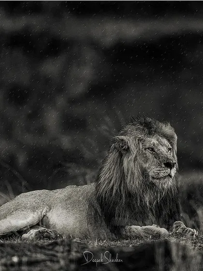 A king in the rain. The monochrome tones accentuate the texture of the lion's mane and the falling raindrops, creating a moody, atmospheric portrait of a monarch enduring the elements.