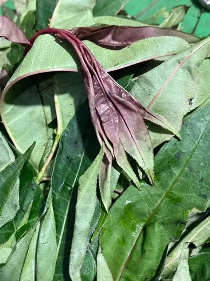Another view of the red-stemmed leaves, which are used as a souring agent in Northeast Indian cooking.