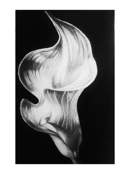 A shading practice artwork of a calla lily. I used charcoal and pencils to study how light and shadow create form, with the dark background making the white flower stand out.