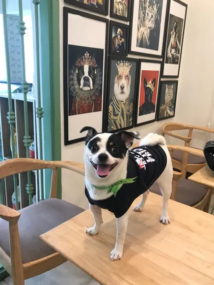 Hush is looking dapper in his little shirt, posing in our café. Our space is designed to be comfortable for pets to hang out in.