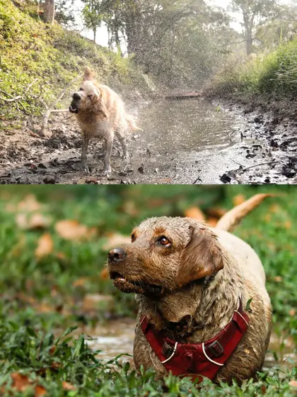 The messy side of fun. A Golden Retriever shakes off water in a muddy creek, and a mud-covered Labrador looks on with curiosity. These are the real, unscripted moments we love.